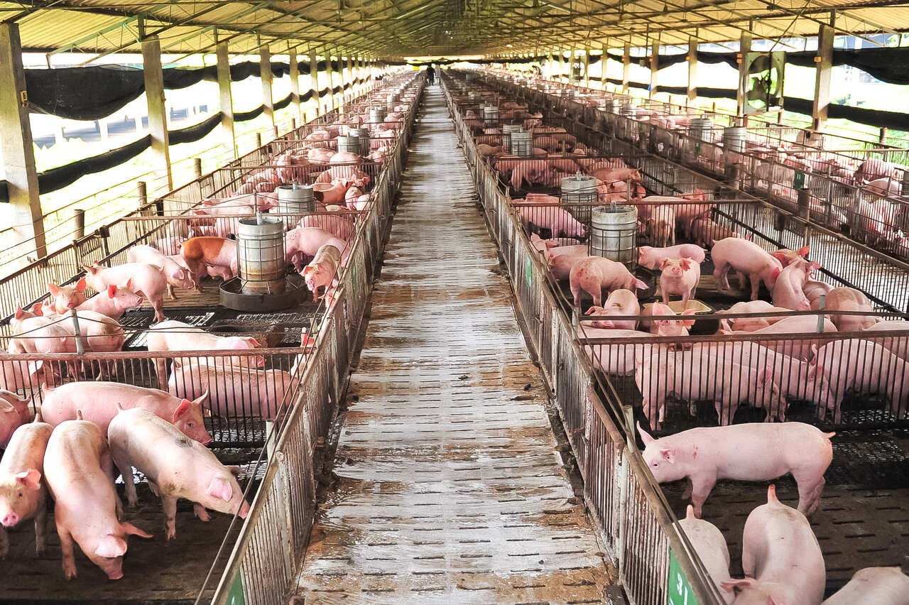 as acoes de biosseguridade serao cobradas com rigor em 2024 1