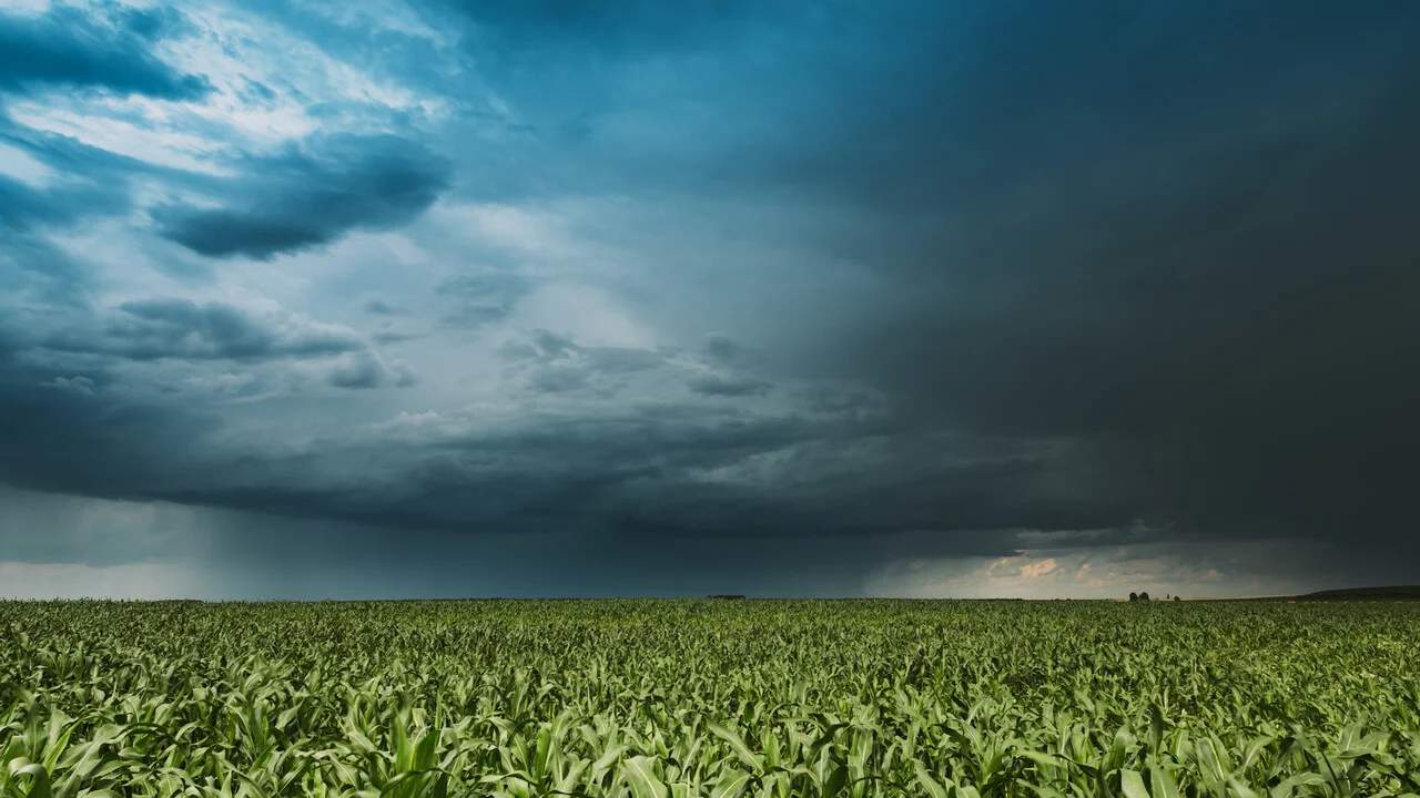 Como a chuva acima da média pode afetar a colheita e o controle de doenças nas lavouras? 10 como a chuva acima da media pode afetar a colheita e o controle de doencas nas lavouras