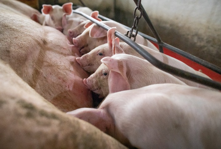 Como a Copagril orienta para a prevenção de anemia ferropriva e coccidiose em suínos no setor agropecuário?