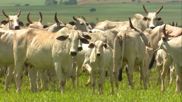 Como a nutrição inadequada em uma vaca pode afetar o peso do bezerro, resultando em uma redução de 1,5 arroba de carne?