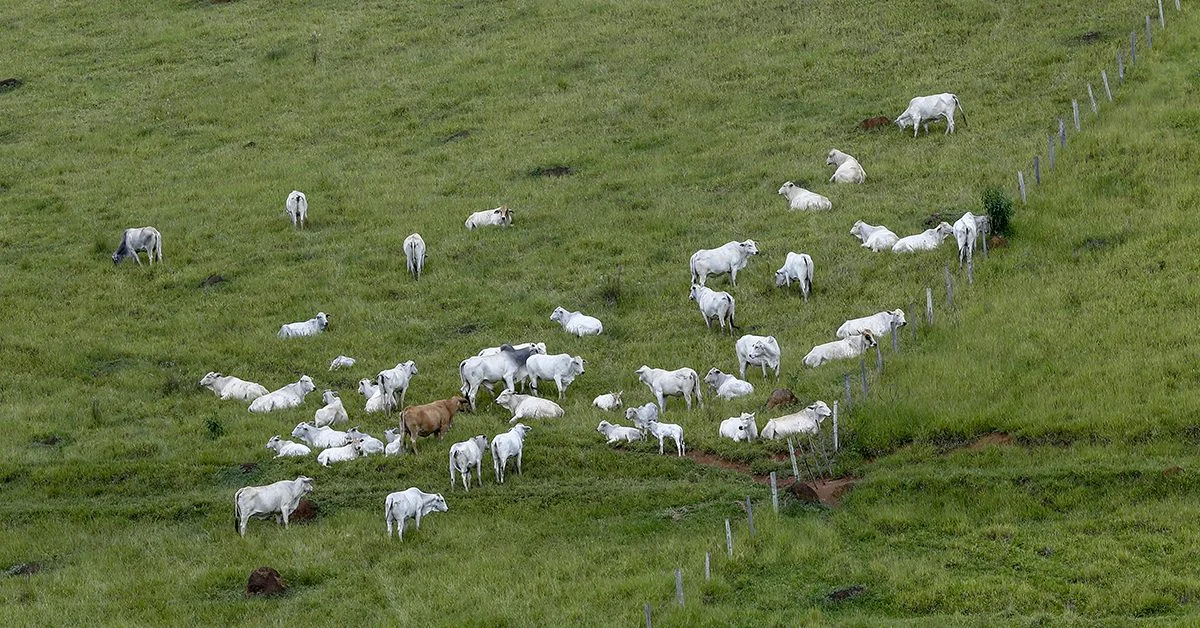O mercado do boi gordo está sendo pressionado para baixo, de acordo com a Agrifatto? 2 como a semana encurtada pelo feriado nacional afeta a liquidez do mercado fisico 2