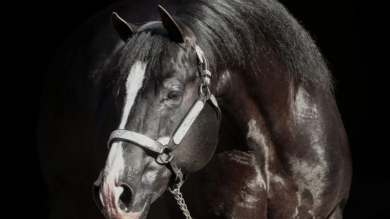 Quais as modalidades equestres em que o Shiney Bit O Ebony é uma produtora de campeões? 1 como a shining like glo conquistou o titulo de reservada campea no laco pe 2