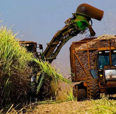 Como a tecnologia, a pesquisa e o clima estão ajudando a aumentar a produtividade da cana-de-açúcar em São Paulo? 9 como a tecnologia a pesquisa e o clima estao ajudando a aumentar a produtividade da cana de acucar em sao paulo