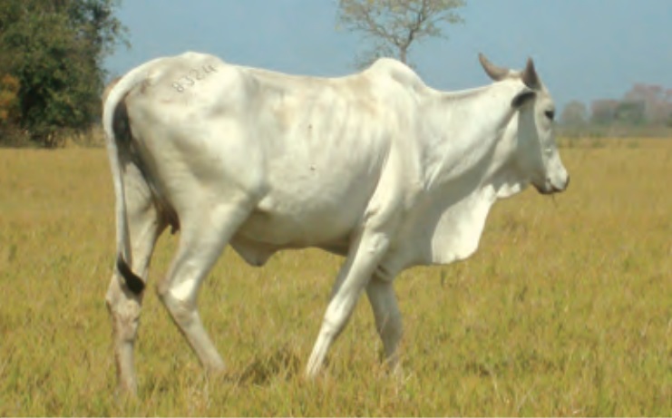 Como dar mais valor à produção com a utilização da arroba de vaca gorda ou vaca de descarte?