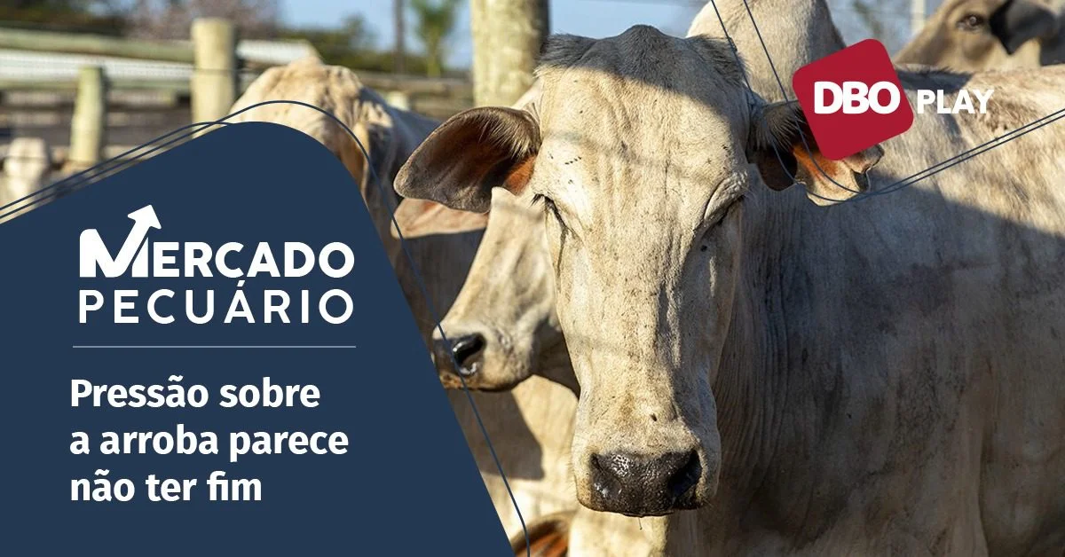 Como é possível sobreviver ao ciclo de baixa da pecuária? 18 como e possivel sobreviver ao ciclo de baixa da pecuaria 1