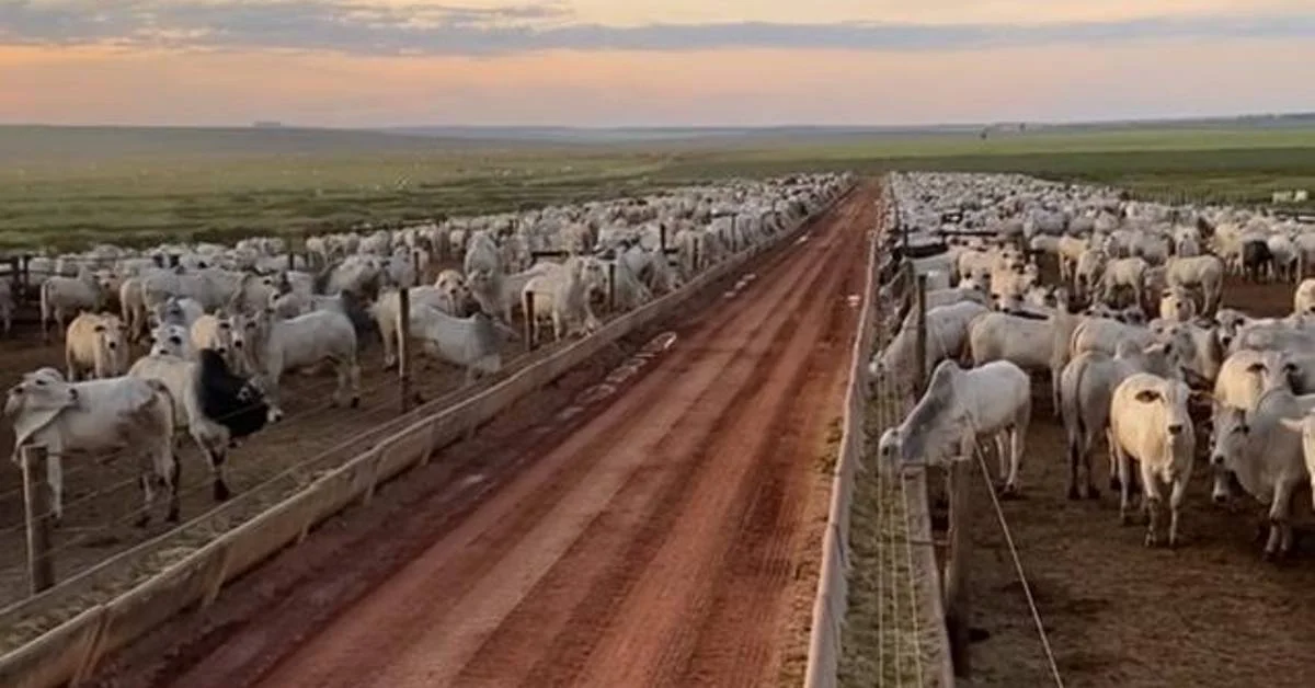 Como está sendo o movimento de negócios no mercado do boi gordo no início desta semana? 22 como esta sendo o movimento de negocios no mercado do boi gordo no inicio desta semana