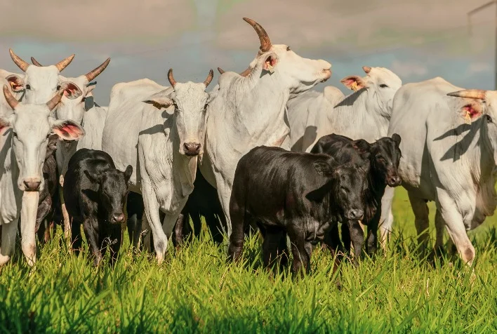 Como o controle estratégico de parasitas pode garantir o desempenho do gado e evitar prejuízos financeiros? 18 parasitas pecuária