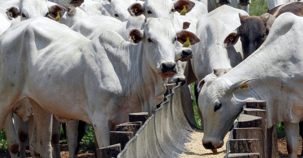 Como o desarranjo entre oferta e demanda está afetando negativamente as cotações da arroba no Portal DBO? 14 como o desarranjo entre oferta e demanda esta afetando negativamente as cotacoes da arroba no portal dbo