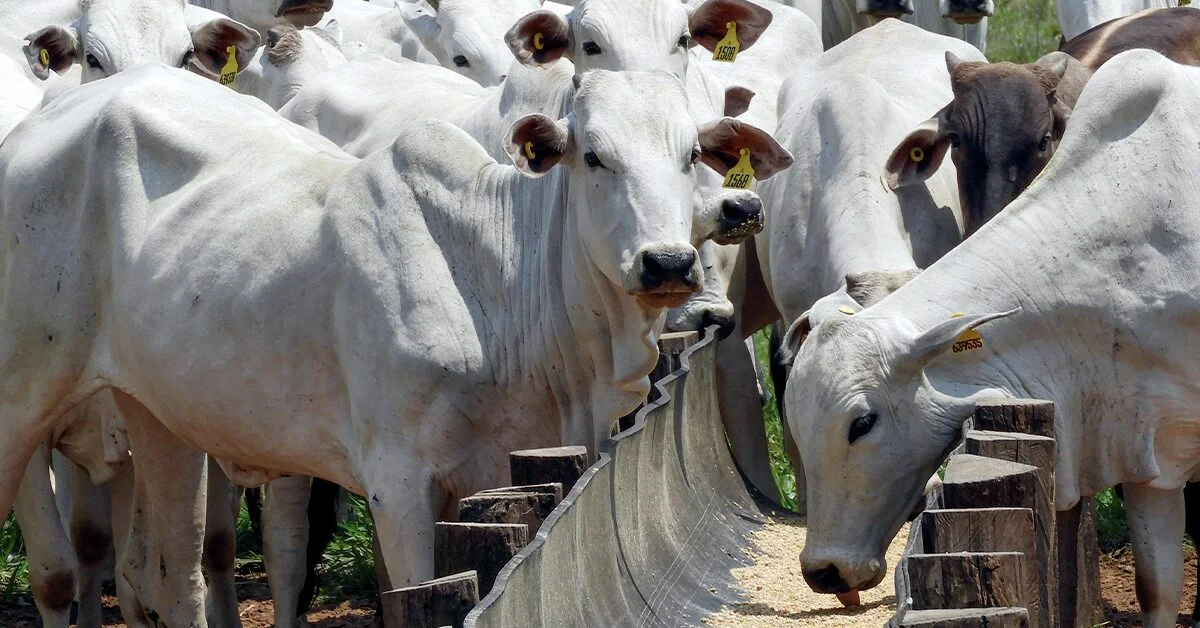 Como o desarranjo entre oferta e demanda está afetando negativamente as cotações da arroba no Portal DBO?