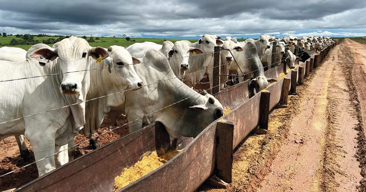 Como o mercado físico do boi gordo está começando a semana conforme a especulação baixista, de acordo com o Portal DBO?