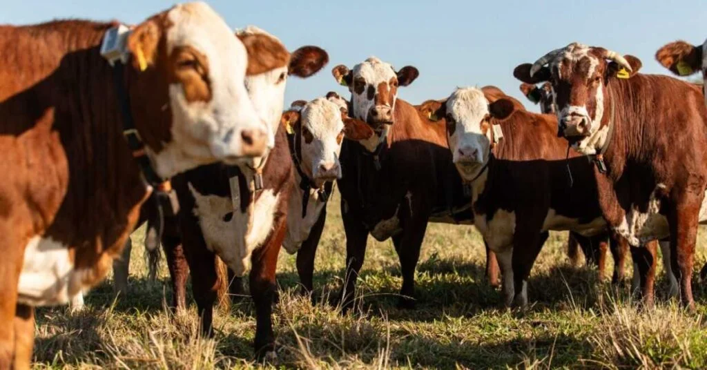 Como os "olhos do dono" com maior alcance engordam o boi e protegem? 2 como os olhos do dono com maior alcance engordam o boi e protegem
