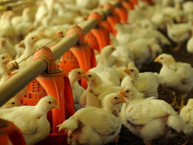 Como os produtores estão focando em biosseguridade para expandir sua presença internacional?