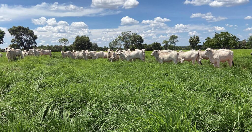 descubra como ganhar dinheiro na recria