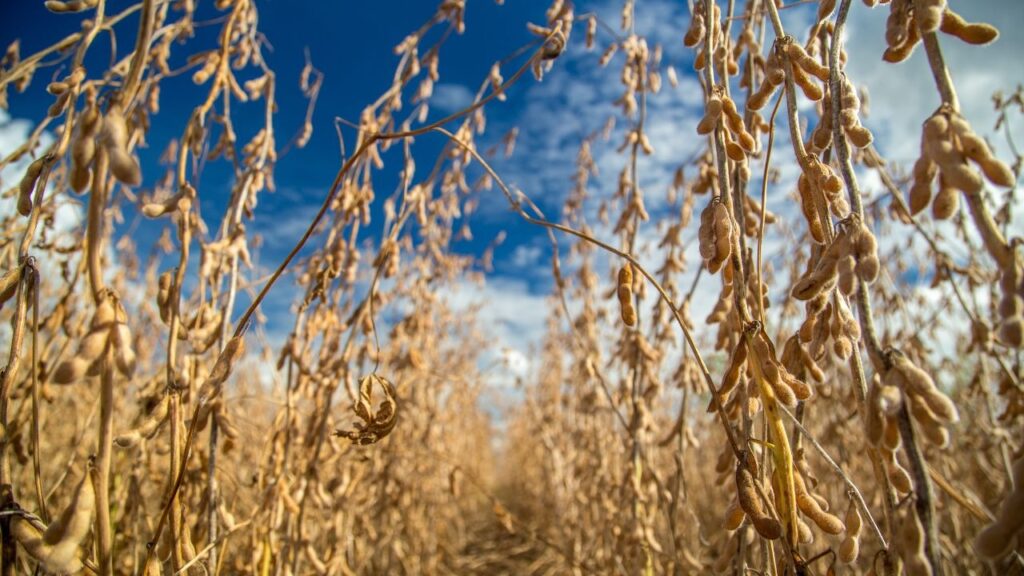 e uma janela que precisa ser estendida diz ministro sobre mudanca no periodo do plantio da soja