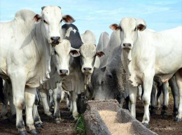 Estudo aponta que 80% dos antibióticos utilizados na pecuária não possuem finalidade terapêutica 4 boia, boi gordo