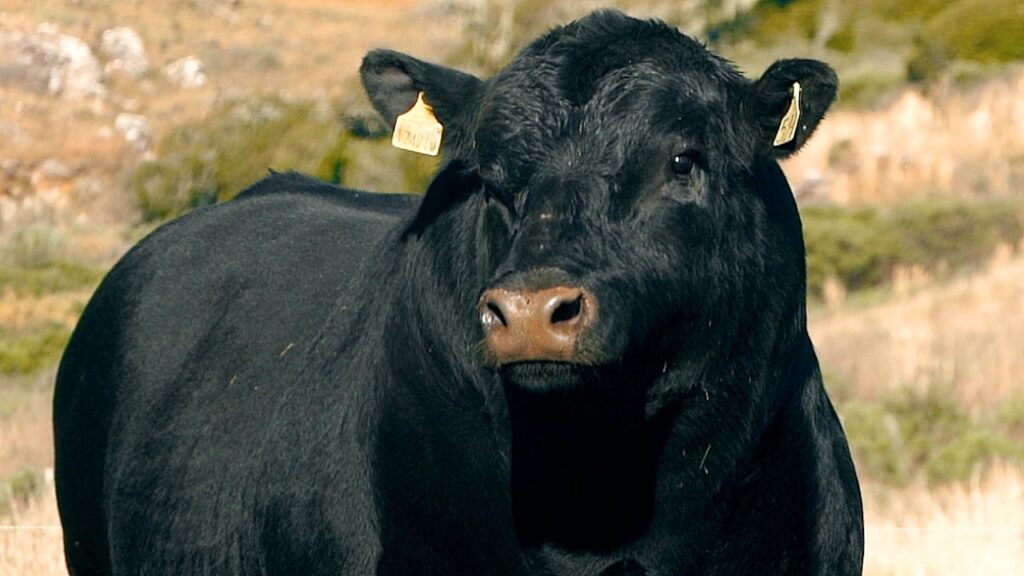 Existe um touro de R$ 1 milhão na Expointer? Você gostaria de conhecê-lo? 2 Touro Angus Don Germano