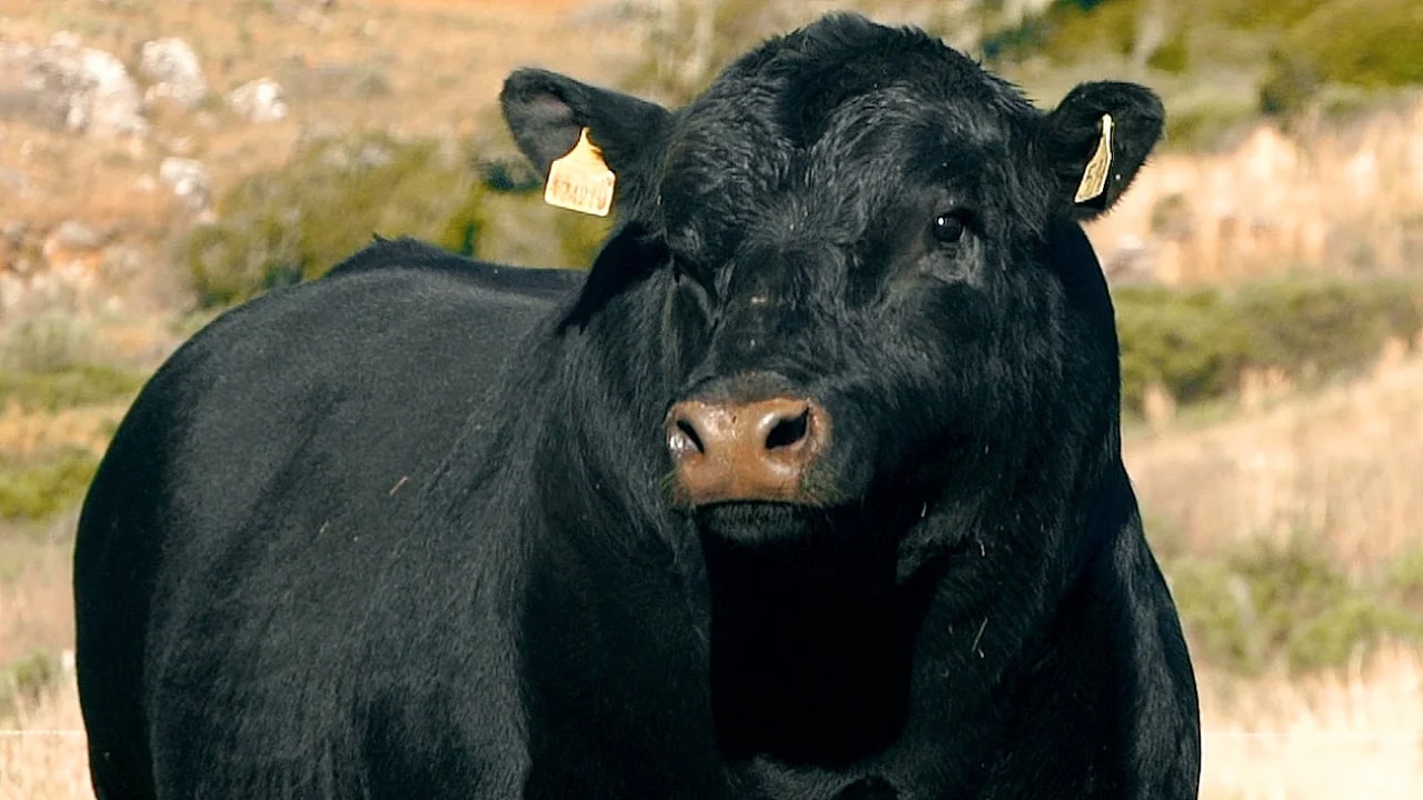 Existe um touro de R$ 1 milhão na Expointer? Você gostaria de conhecê-lo? 1 Touro Angus Don Germano