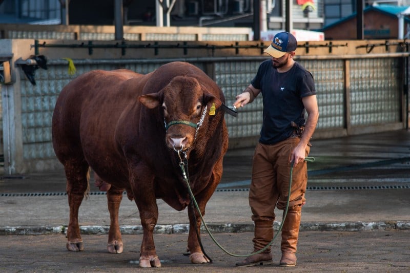 Expointer contará com quase 3.500 animais em julgamentos e provas. 9 Expointer contará com quase 3.500 animais em julgamentos e provas.