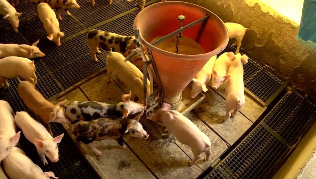 fabricantes de racao tem prazo de quatro meses para se ajustarem as novas regulamentacoes do ministerio da agricultura