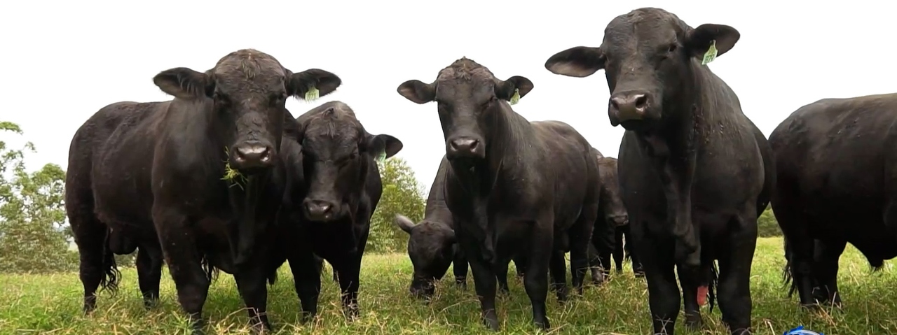 Filippon afirma que eles preconizam entregar um gado eficiente e com raça no 4° leilão Ponche Verde?
