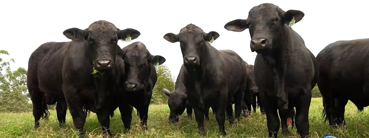Filippon afirma que eles preconizam entregar um gado eficiente e com raça no 4° leilão Ponche Verde? 2 filippon afirma que eles preconizam entregar um gado eficiente e com raca no 4 leilao ponche verde
