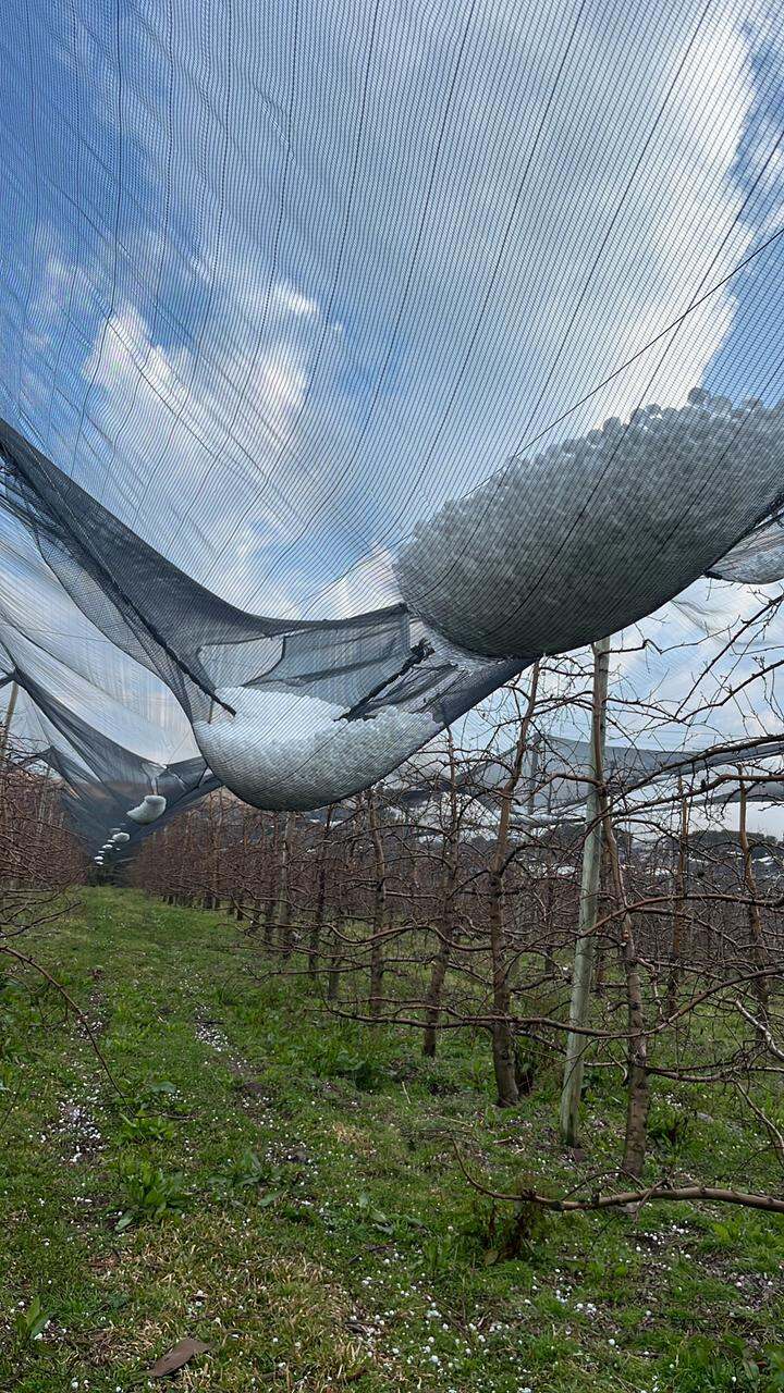Granizo em Santa Catarina poupou área rural de prejuízos?