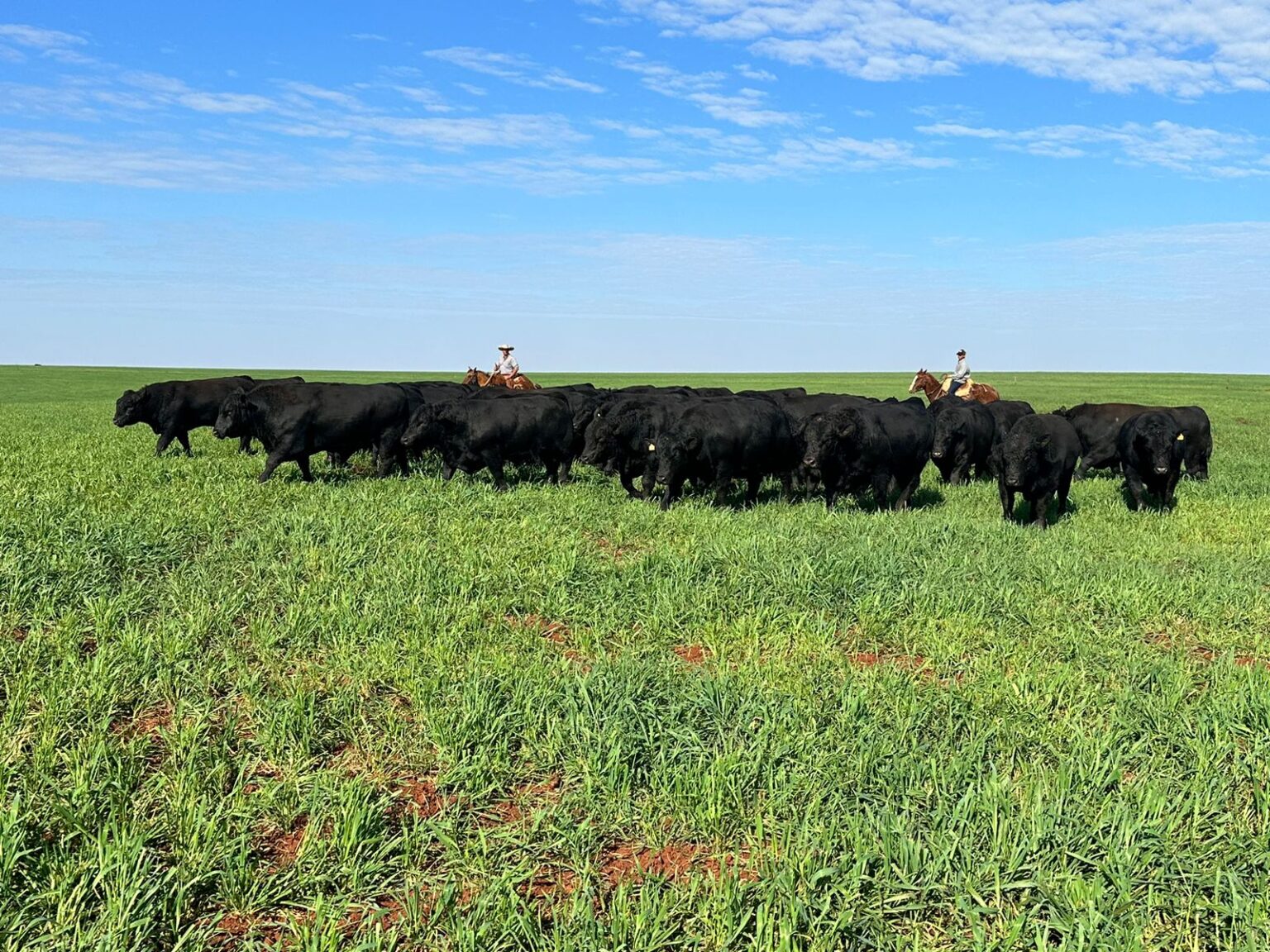 o 4o show rural de inverno incluira conteudos sobre pecuaria de corte
