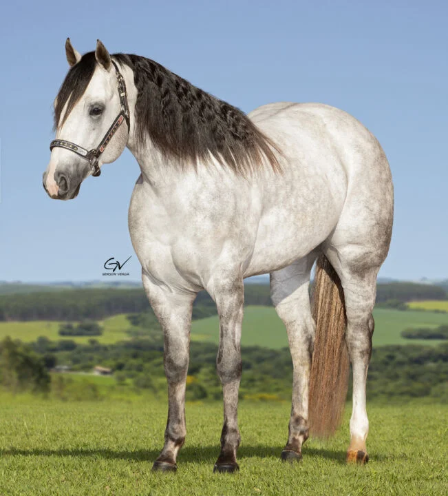 o haras rosa mystica fara o leilao next generation no sao paulo horse show 2
