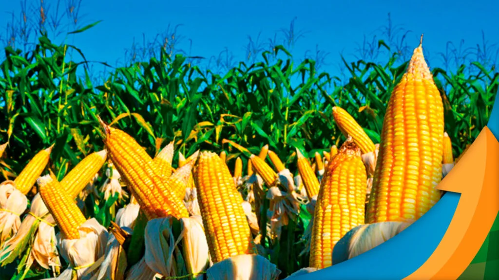 o milho deve consolidar sua trajetoria de queda nos precos com a entrada da safra americana e a maior necessidade de venda do produtor brasileiro