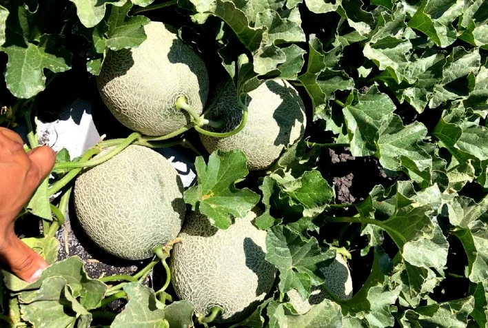 O que a Acadian Plant Health apresentará na ExpoFruit 2023 para a agricultura nordestina? 16 o que a acadian plant health apresentara na expofruit 2023 para a agricultura nordestina