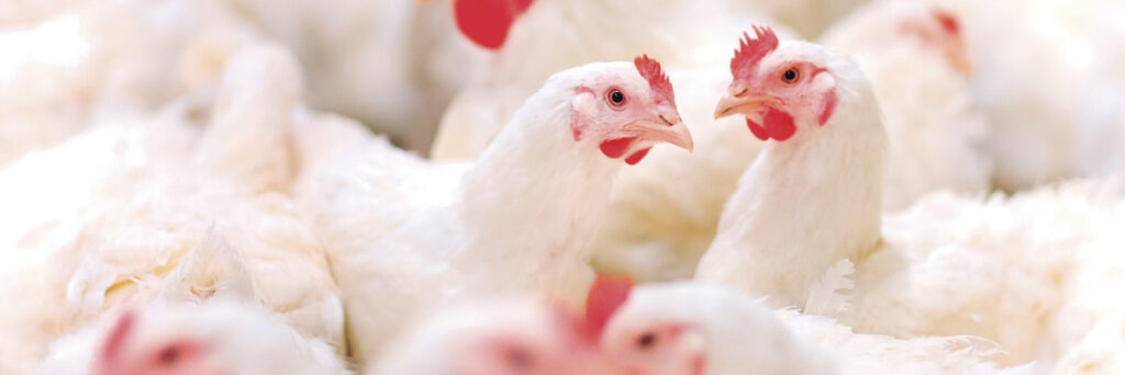 o que causa o alto custo de producao e impacta financeiramente os avicultores no parana