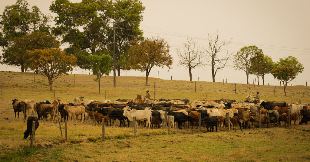 o que dizem os analistas sobre a intensificacao da pressao baixista nas pracas brasileiras de acordo com o portal dbo