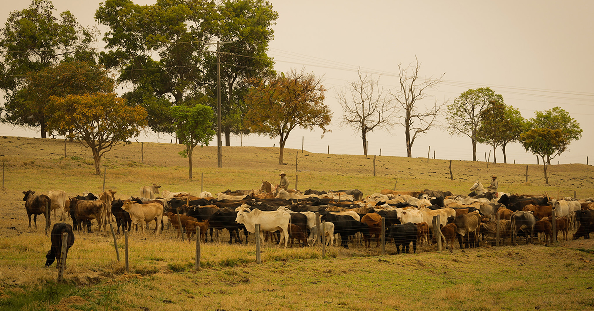 O que dizem os analistas sobre a intensificação da pressão baixista nas praças brasileiras, de acordo com o Portal DBO?