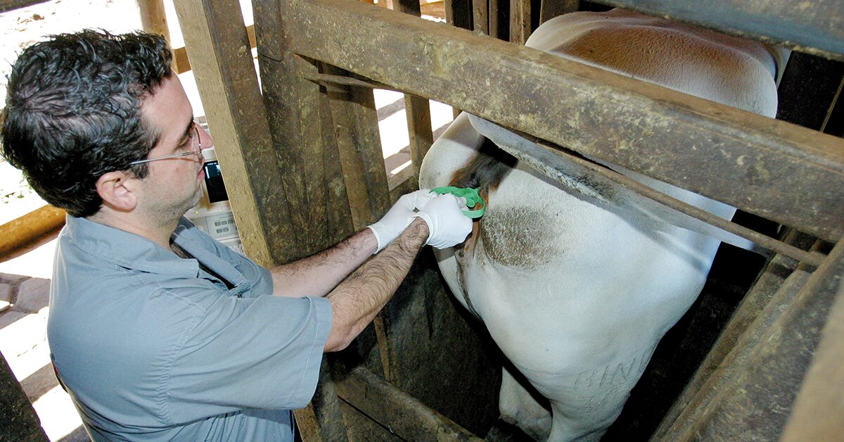 O que é possível ouvir sobre a participação da inteligência artificial e da tecnologia de inseminação artificial em bovinos no avanço da produtividade?