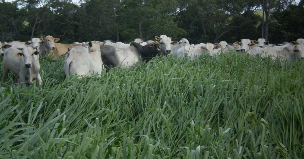 O que está presente na gôndola de capim que você precisa? 13 o que esta presente na gondola de capim que voce precisa