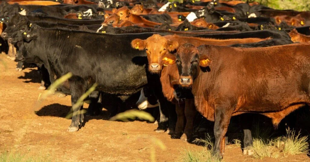 O que foi discutido no fórum sobre os gargalos da cadeia da carne bovina gaúcha? 2 o que foi discutido no forum sobre os gargalos da cadeia da carne bovina gaucha