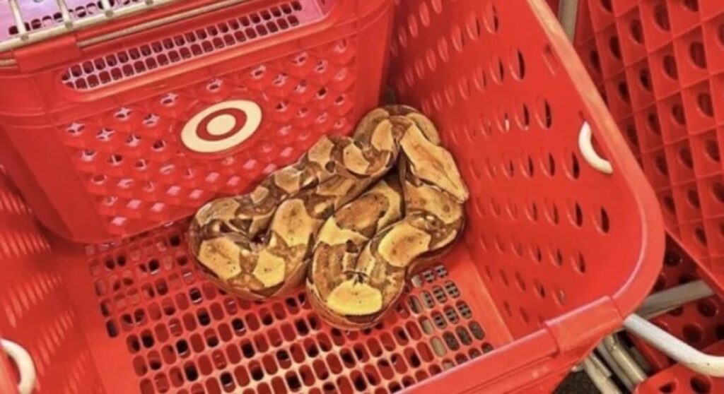 o que foi encontrado dentro de um carrinho de compras em uma loja uma jiboia de quase dois metros de comprimento