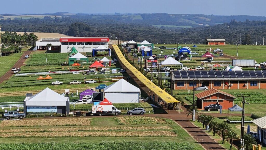 o trigo e a aposta do momento 1