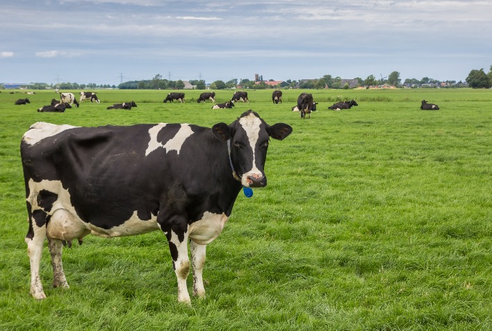 O Uruguai está sendo reconhecido internacionalmente por sua produção eficiente de leite?