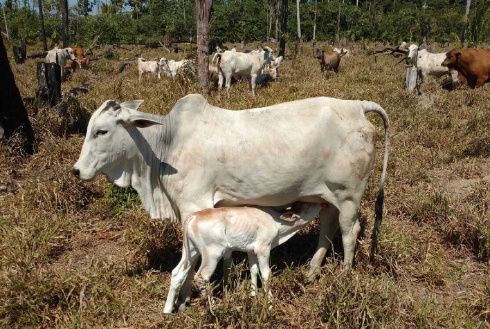 O uso de suplementos minerais proteinados acelera o ganho de peso do rebanho na seca?