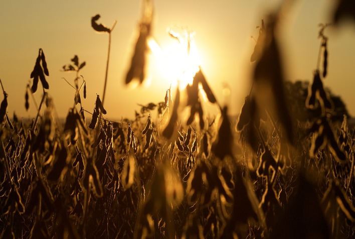 os precos da soja tiveram leve alta no brasil e os negocios apresentaram ritmo moderado