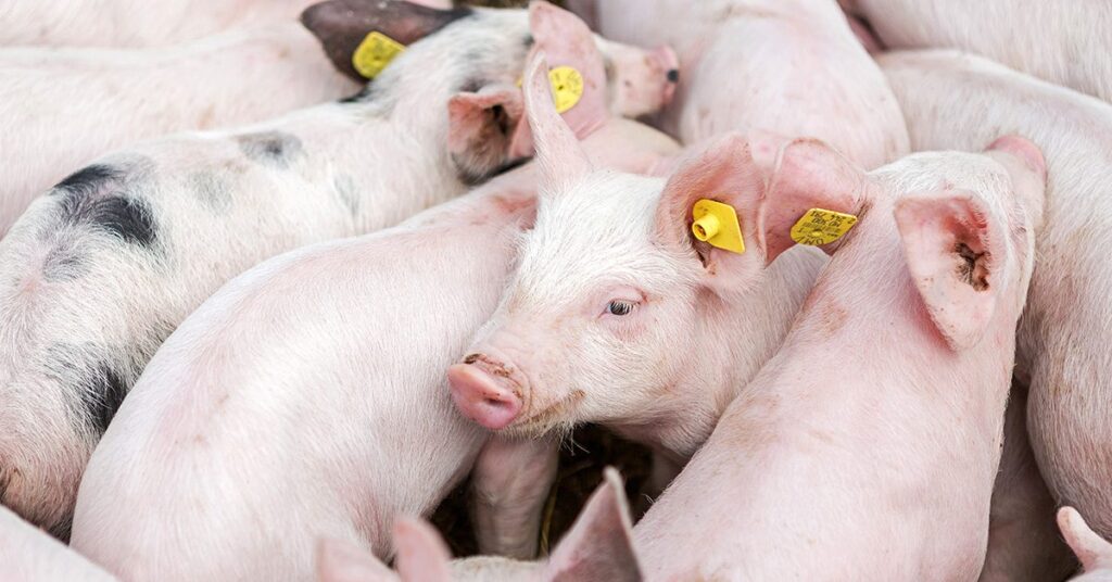 Misterioso: poder de compra em queda para milho, mas em alta para farelo de soja 6 os precos do vivo e da carne voltaram a cair apos duas semanas em alta 1