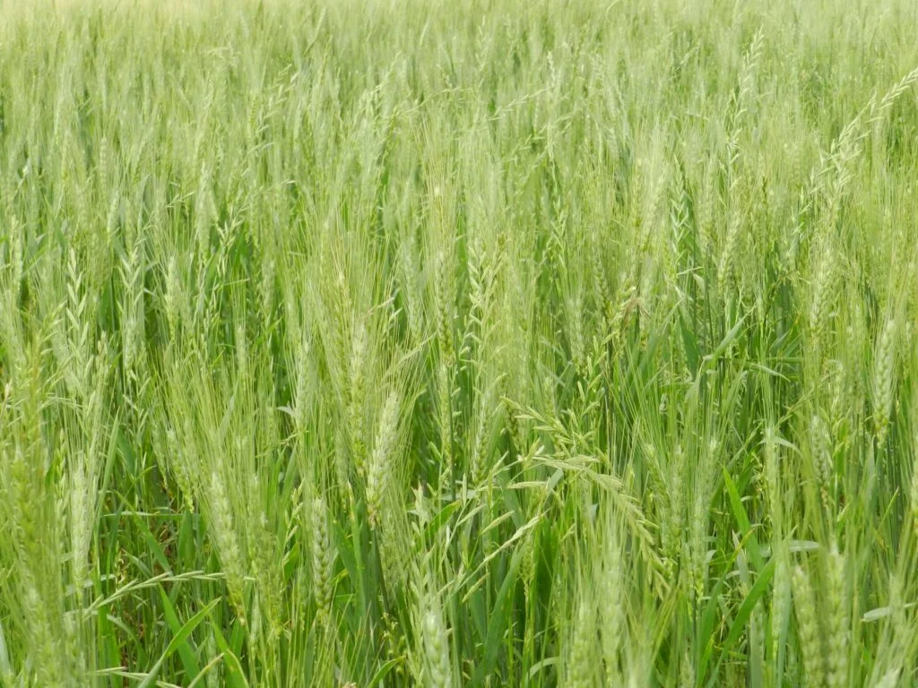 Pesquisa indica aumento da resistência do 'azevém' aos herbicidas: fortalecendo o SEO 15 pesquisa indica aumento da resistencia do azevem aos herbicidas fortalecendo o seo