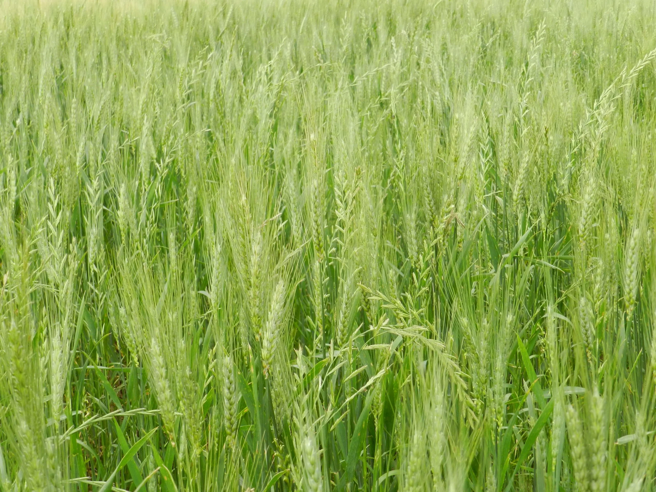 pesquisa indica aumento da resistencia do azevem aos herbicidas fortalecendo o seo