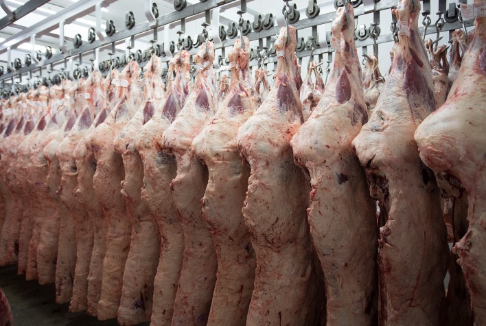 Por que a cotação do boi gordo continua pressionada no Mato Grosso devido ao alongamento das escalas de abate?