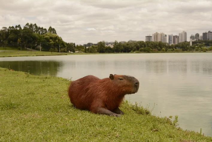 por que a febre maculosa esta avancando e como a segregacao das capivaras pode ajudar a reduzir o problema