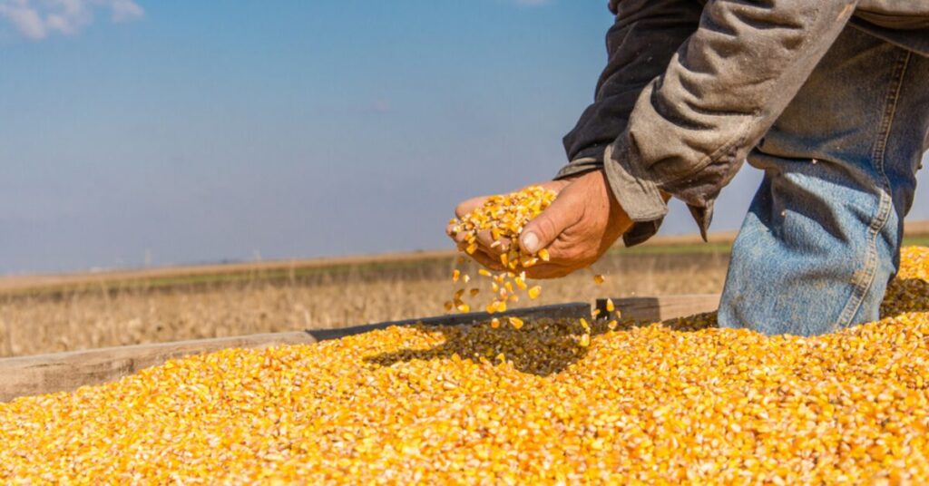 por que as exportacoes estao sustentando os precos internos enquanto a colheita avanca 1