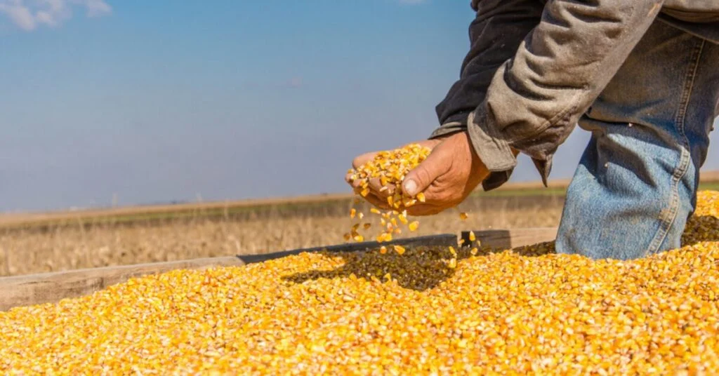 Receção vendedora impacta preços - Portal DBO 3 por que as exportacoes estao sustentando os precos internos enquanto a colheita avanca 1