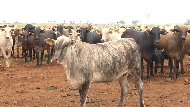 Por que o custo elevado e a margem apertada levam os pecuaristas a repensar seus sistemas de produção?