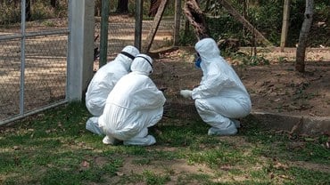 Por que o Ibama suspendeu temporariamente o recebimento de animais devido à gripe aviária?